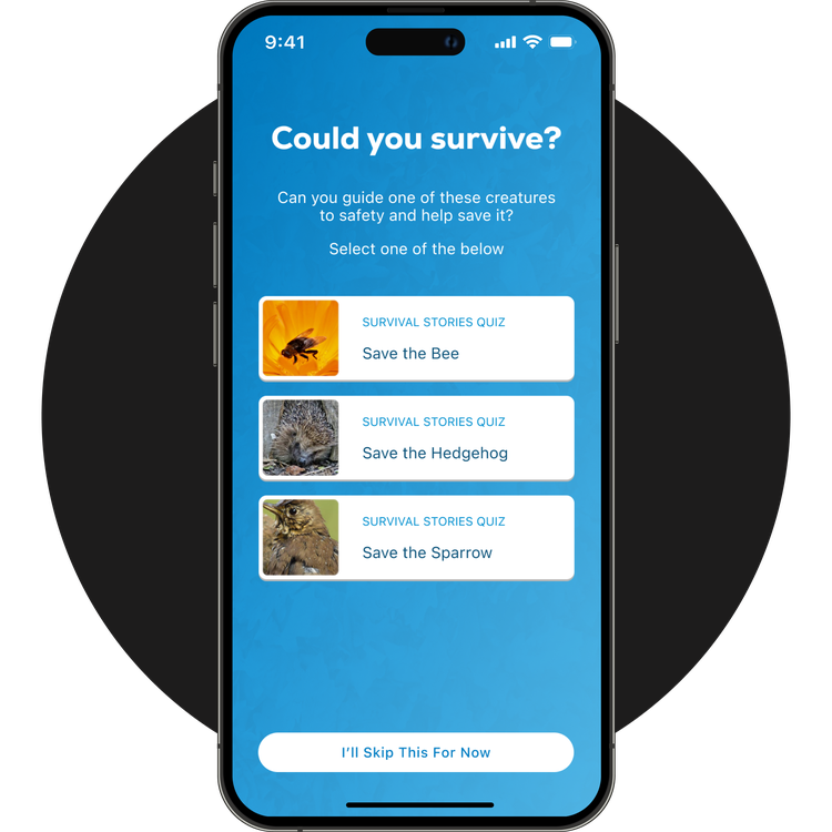 Phone screen showing the quizzes in the app.
