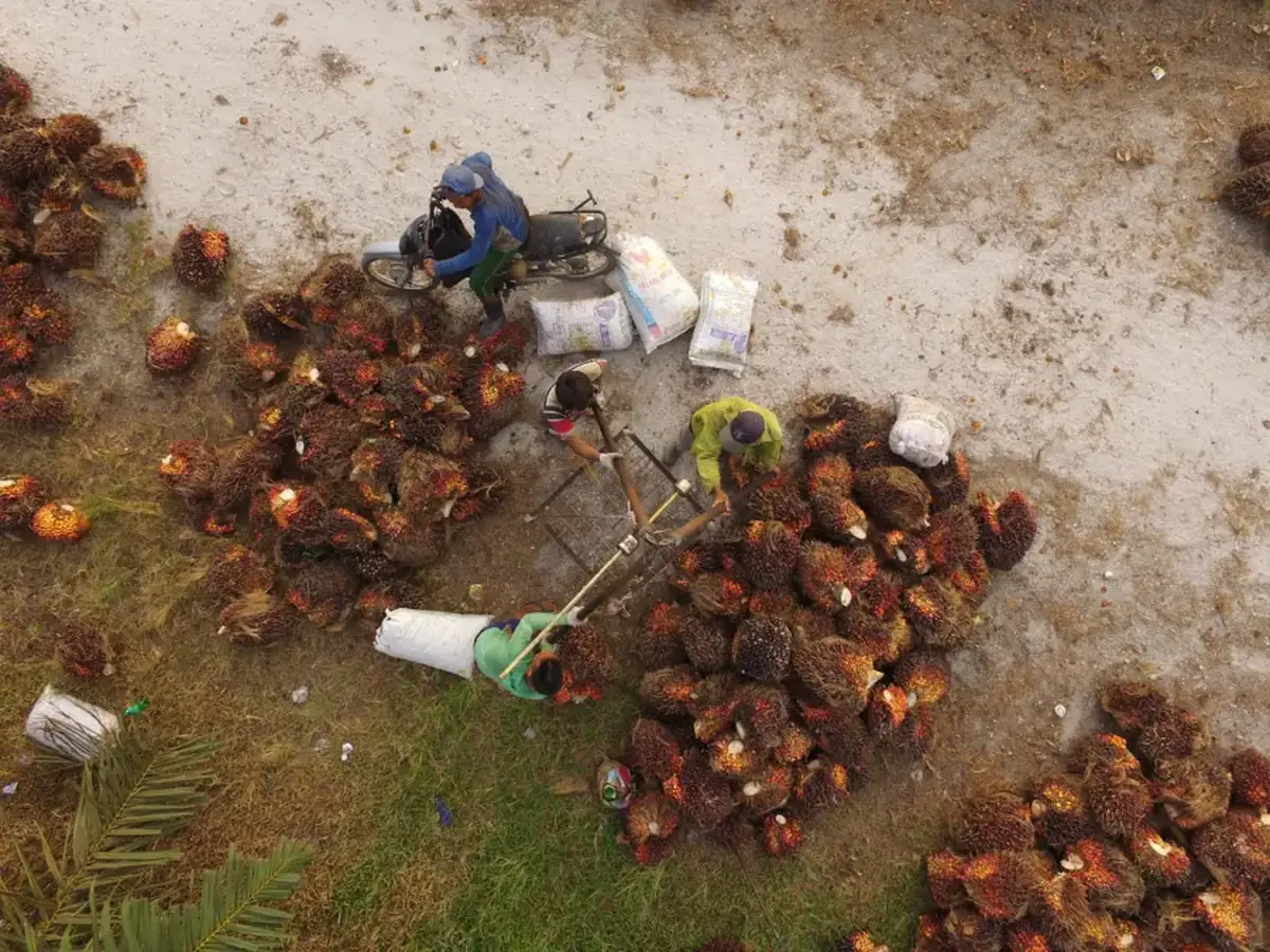 Palm Oil Collection Photo